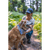 Photo of a woman in a hiking trail in summer with sun and green plants leaning down to pet her elderly golden retriever. The woman is wearing a charcoal Waxed Cotton Curveball Cap, an off white tee shirt and jeans.