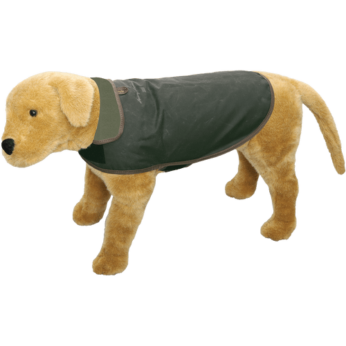 Dog wearing a waxed jacket that protects the back